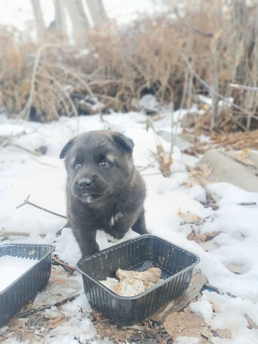 Домашние животные