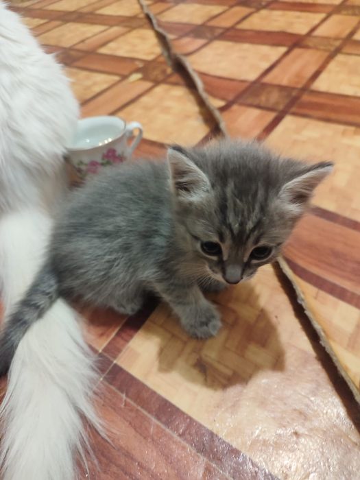 Котятки очень красивые
