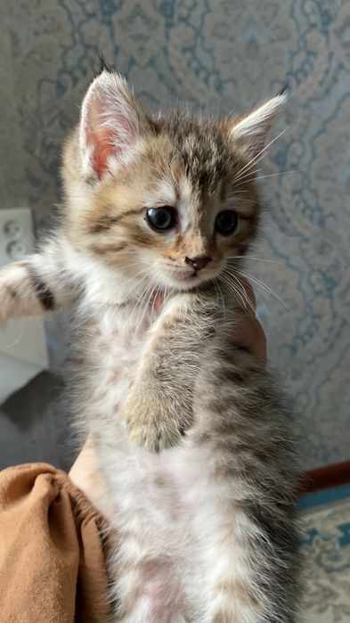 Кошка бесплатно домашний