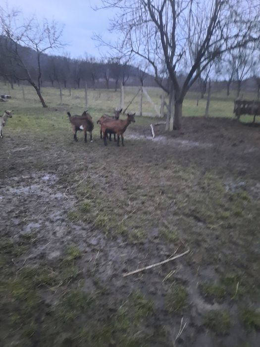 vând trei iduțe alpine frageze originale 1650 lei