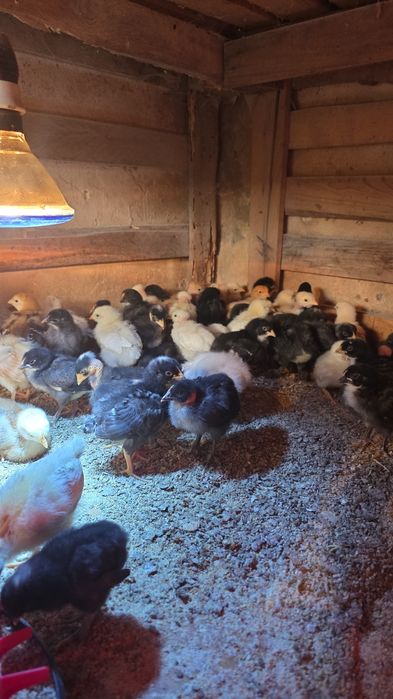 Pui de casă,gat golaș,pestriti