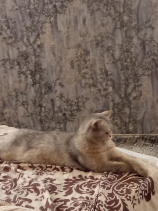 Вязка кошек Серебристая Шиншила 1,5 года опытный