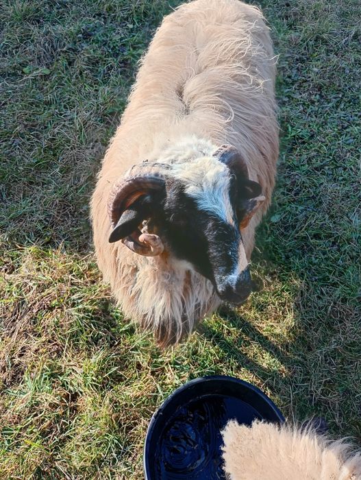 Își caută altă casă mior poze e făcută în iarnă