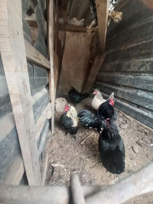 Япон товуклар ва хурозлар сотилади.