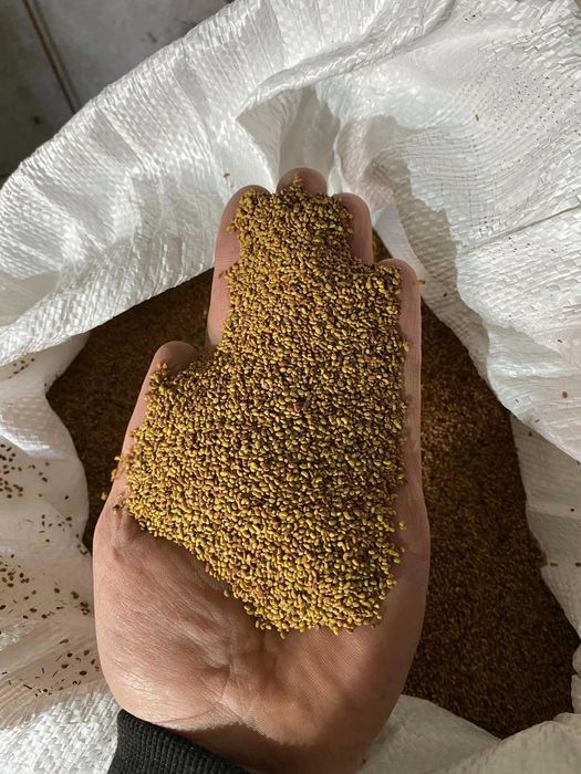 Семе люцерна реколта 2025 сорт Плевен 6 и обнова 10