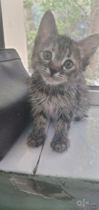 Домашний котёнок. Кошки