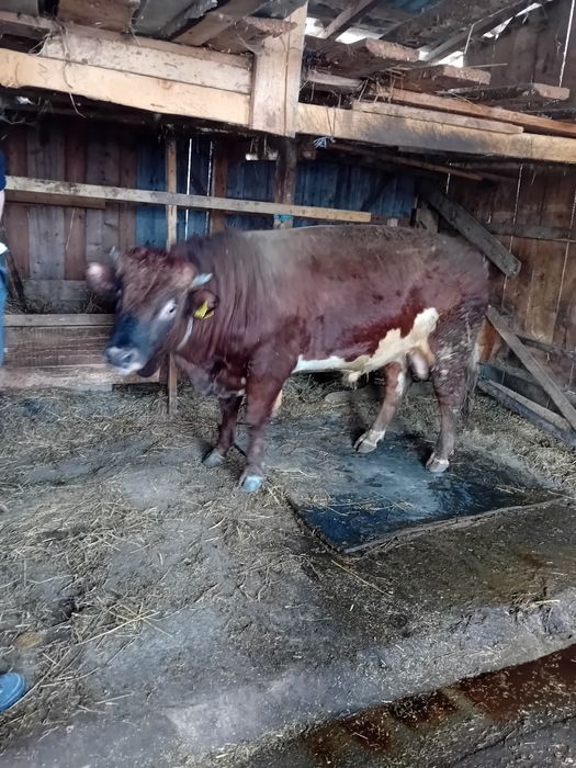 Disponibil taur  foarte mare