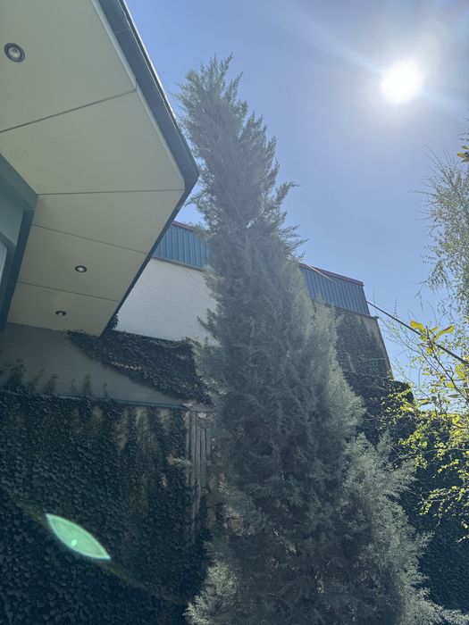 Кипарис итальянский привозной, рост больше 6 метров