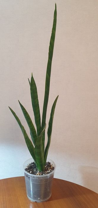 Комнатные цветы,  сансивьерия