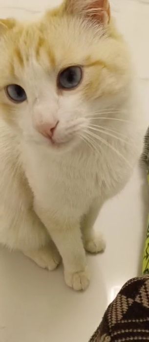 Кот мальчик в добрые руки