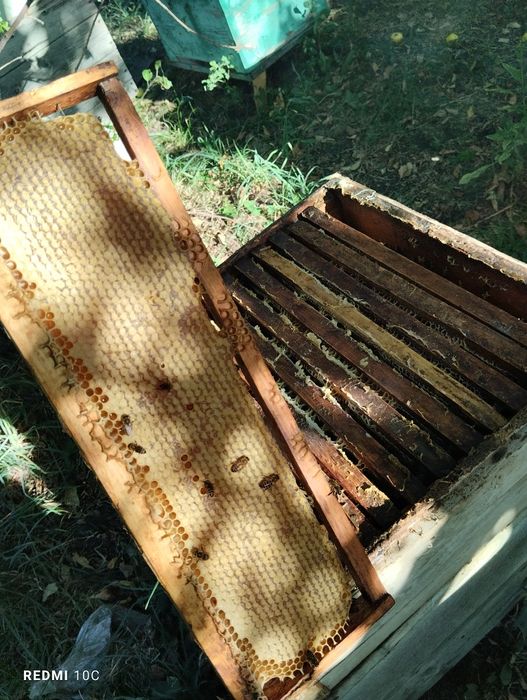 Мёд , разнотравье гор !  Хорошая цена