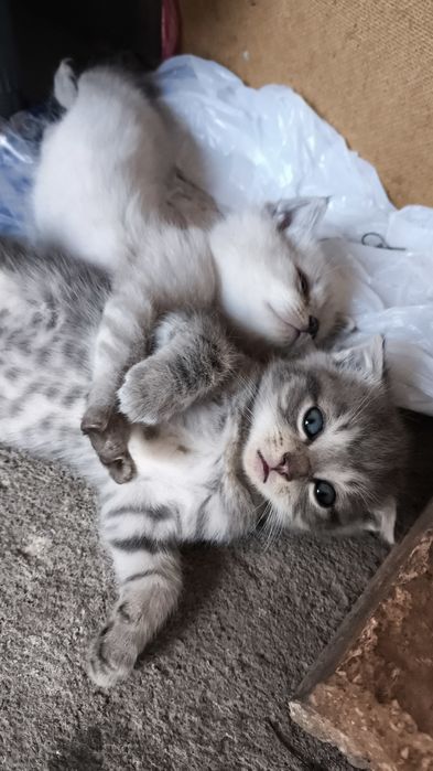 Продаю вислоухих котят