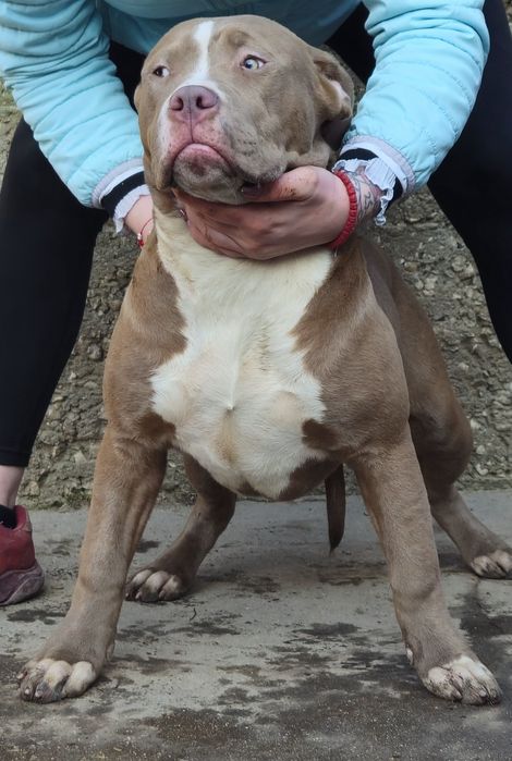 Американско Були Хл American bully xl