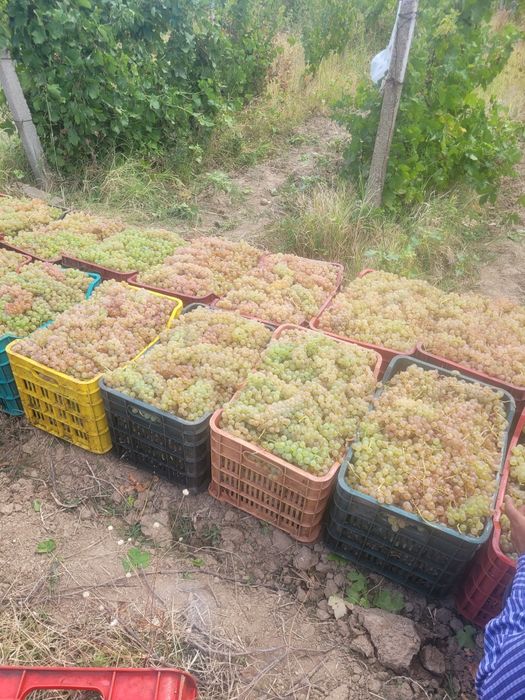 Struguri de vin feteasca