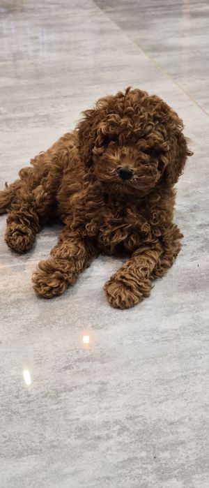 Пудел, мини пудел