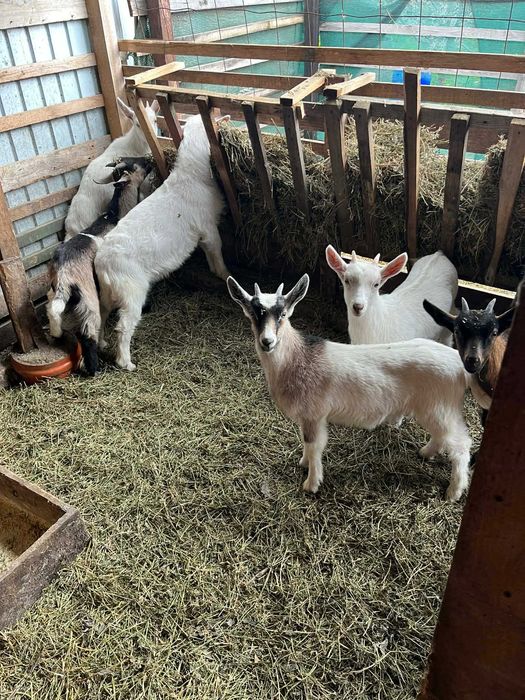 Ieduțe saanen de vânzare Voinești Iași