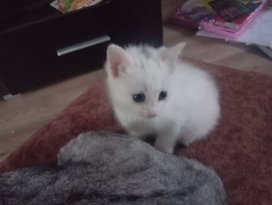 Котята отдам в хорошие руки