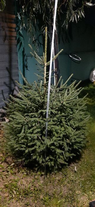 Ель 1.5 метра ...