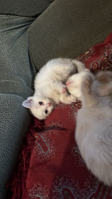 Отдам котят в хорошие руки вислоухие