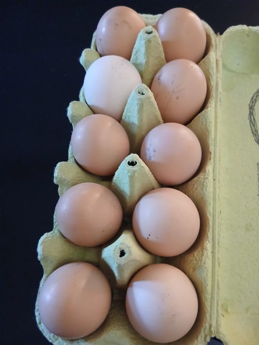 Oua de gaina pentru consum