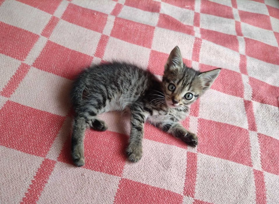 Отдам котят бесплатно