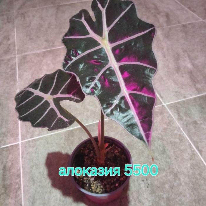 Комнатные растения одоптированые