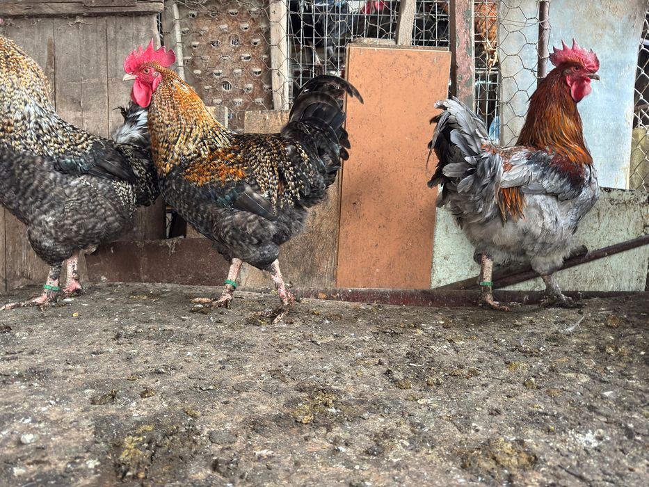 Cocoşi Marans BCC, CCD