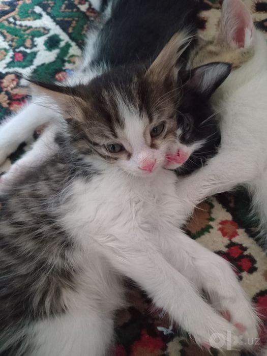 Котятки в добрые заботливые руки
