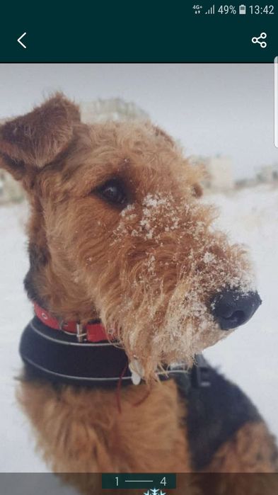 Эрдельтерьер вязка мальчик