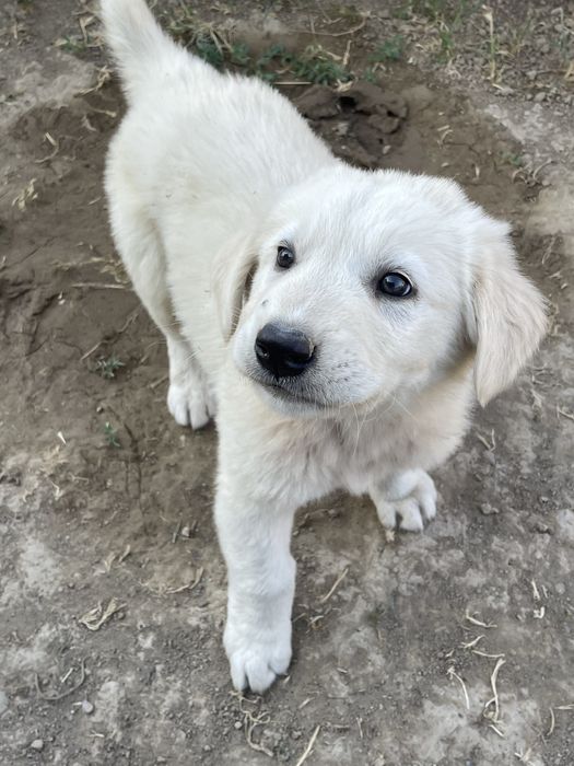 ақ алабай күшік ит бар