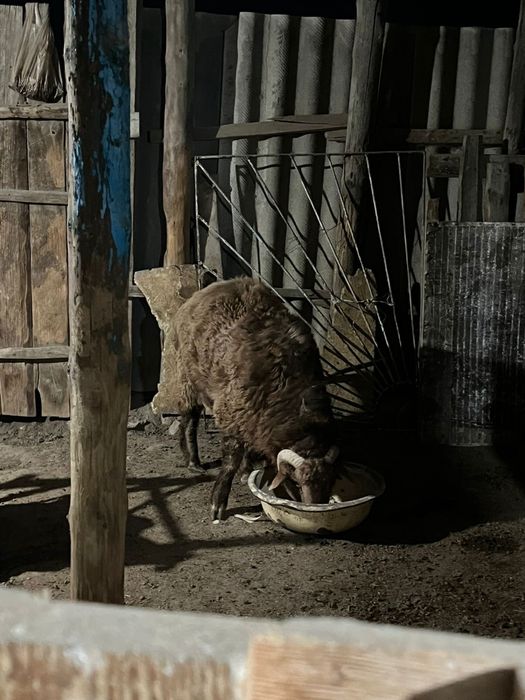 кошкар сатылады семиз