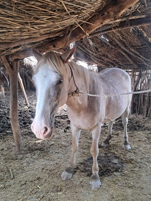 ат пішпе 8 ЖАСАР