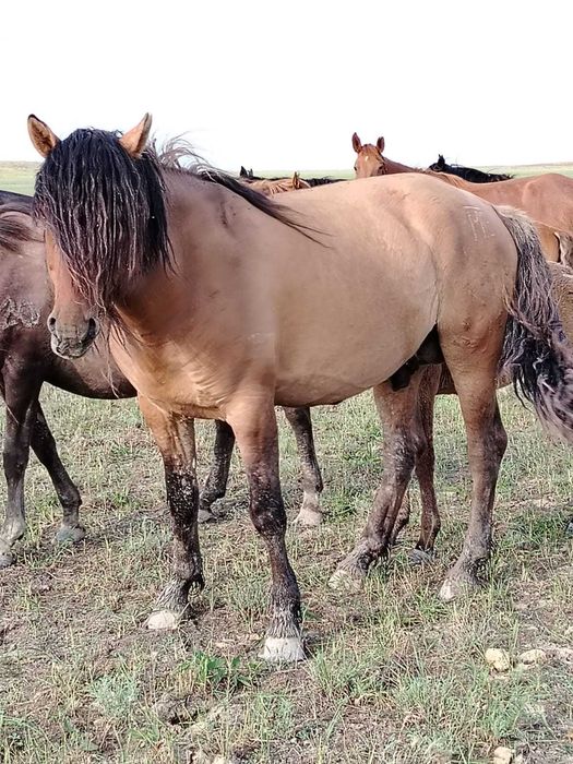 продаю жеребца, айғыр сатылады