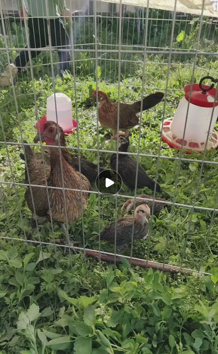 Pasari Cochinchina,Phoenix,metis Ayam Cemani