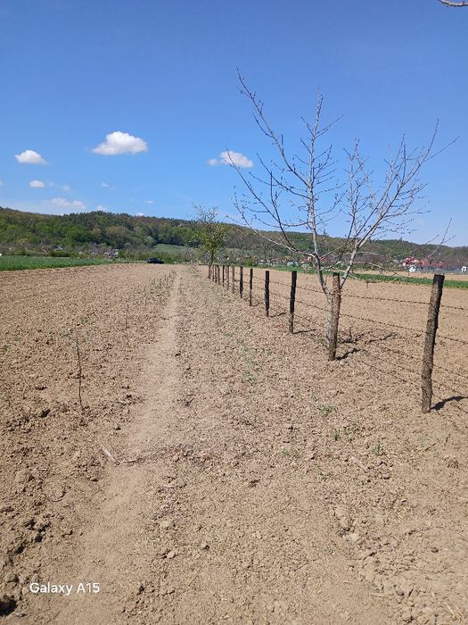 Vând teren intravilan Mărăcineni Argeselu 2300.m2
