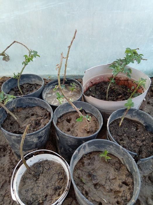 Ежевика  кошет саженцы