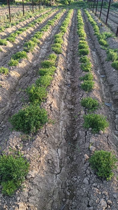 Lavanda ko‘chatlari sotuvda!