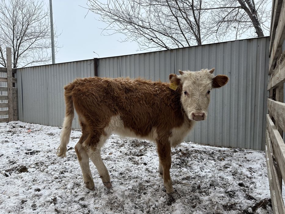 Кашар, Баспак сатылады