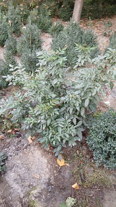 Kustarniklar sotiladi Eunomis Japonica Bravo, shamshod , magoniya