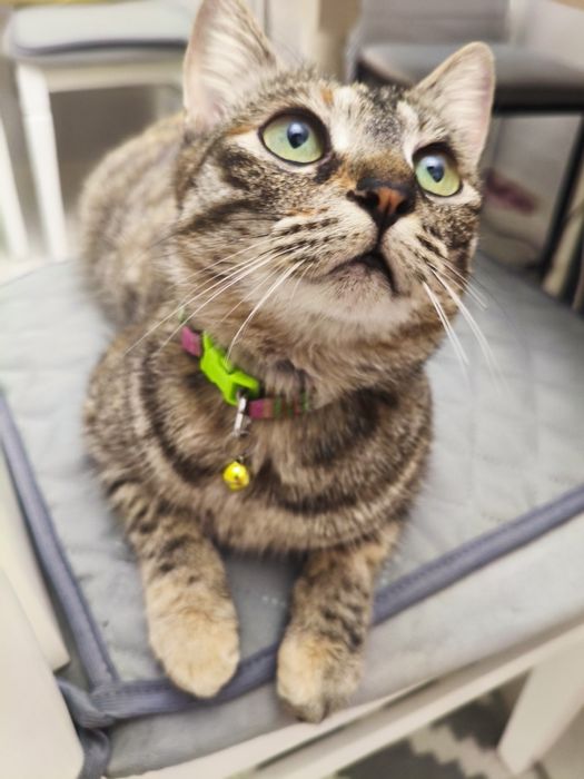 Отдам умную кошечку в добрые руки