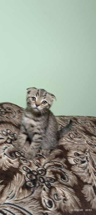 Британские котята