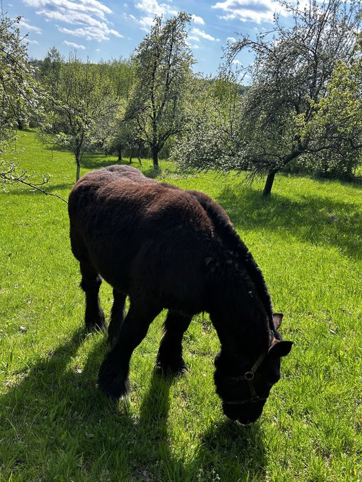 Manza cu pedigree