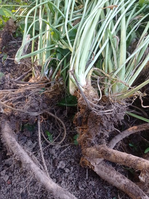 Хрен корни и побеги