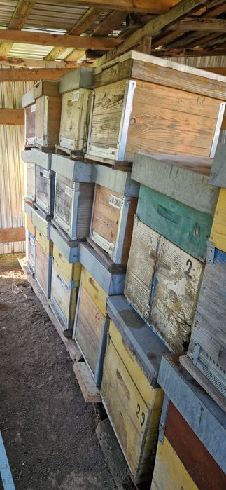 Stupi albine +culegatoare+alimentaroare+magazie+rame fără ceara