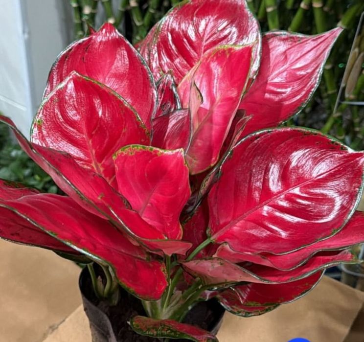 Комнатные цветы продается