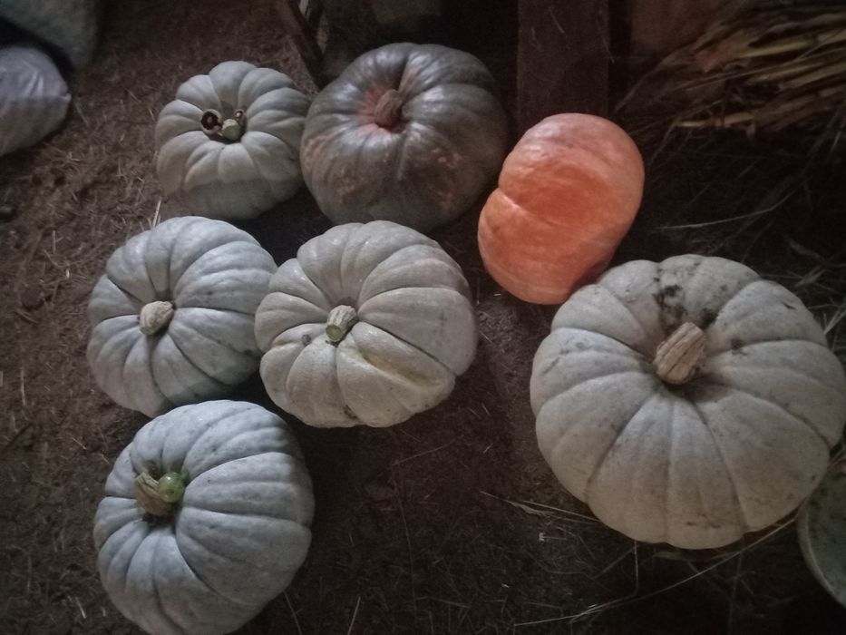 Продам тыкву очень вкусная ,хорошо хранится