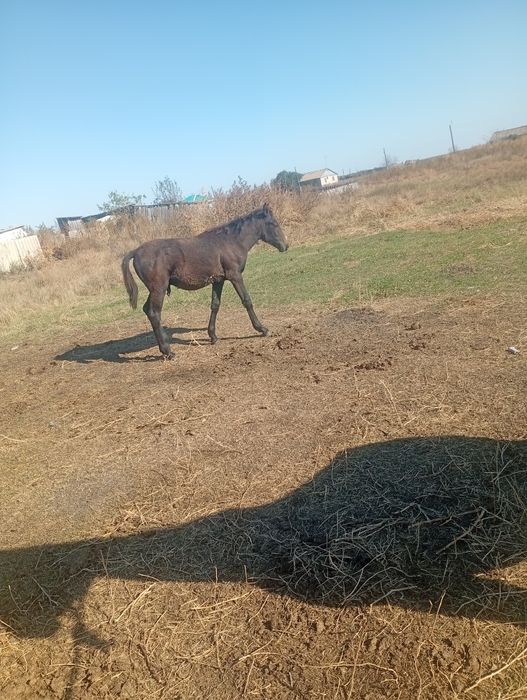 Продам 2 кобылы 1 жеребёнок и 1 стриган
