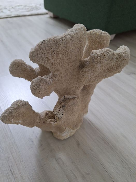 Дерево коралловый