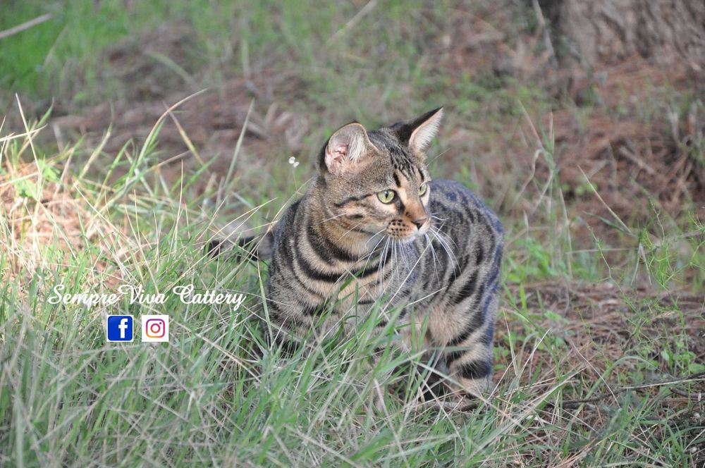 Бенгалска котка женска
