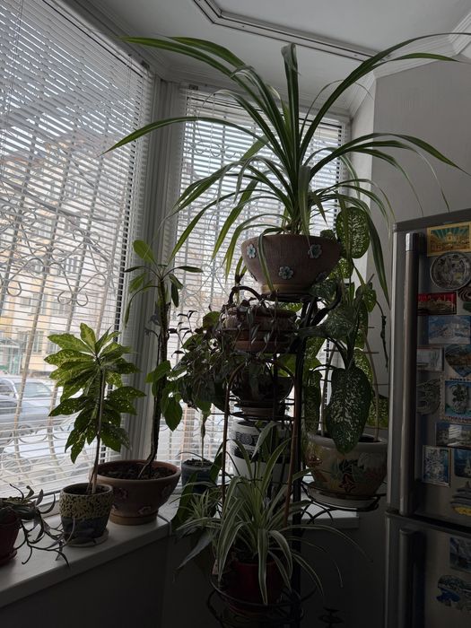 Комнатные цветы от 5.000 тг